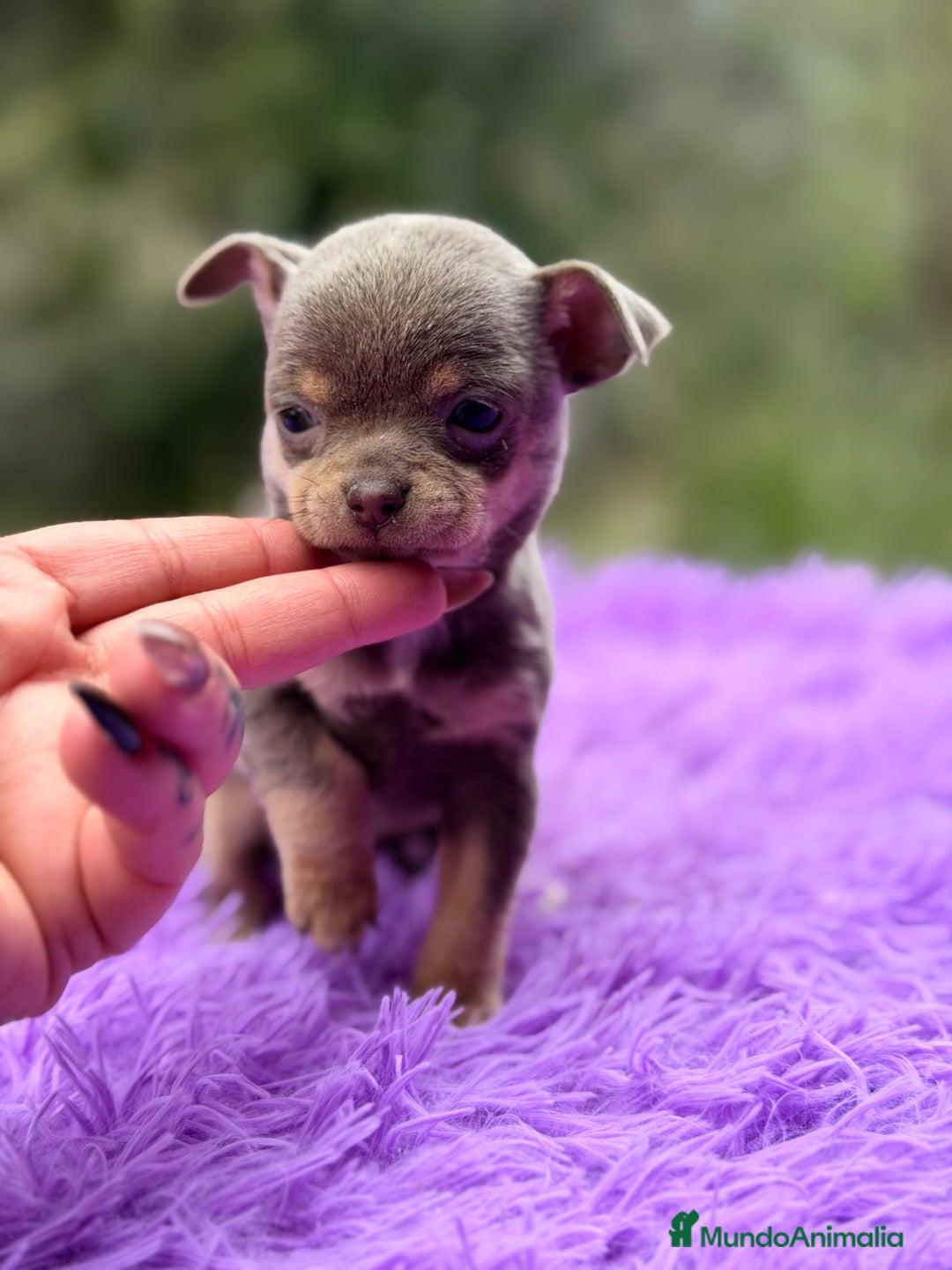 Chihuahua perros en venta: Chihuahua Minitoy  - Anuncio 1