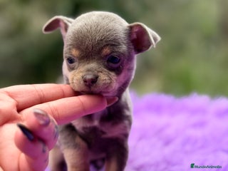 Chihuahua perros Chihuahua Minitoy - Anuncio 2