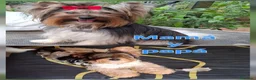 Biewer Yorkshire Terrier a la Pom Pon perros en venta: Yorkshire Biewer  - Anuncio 7