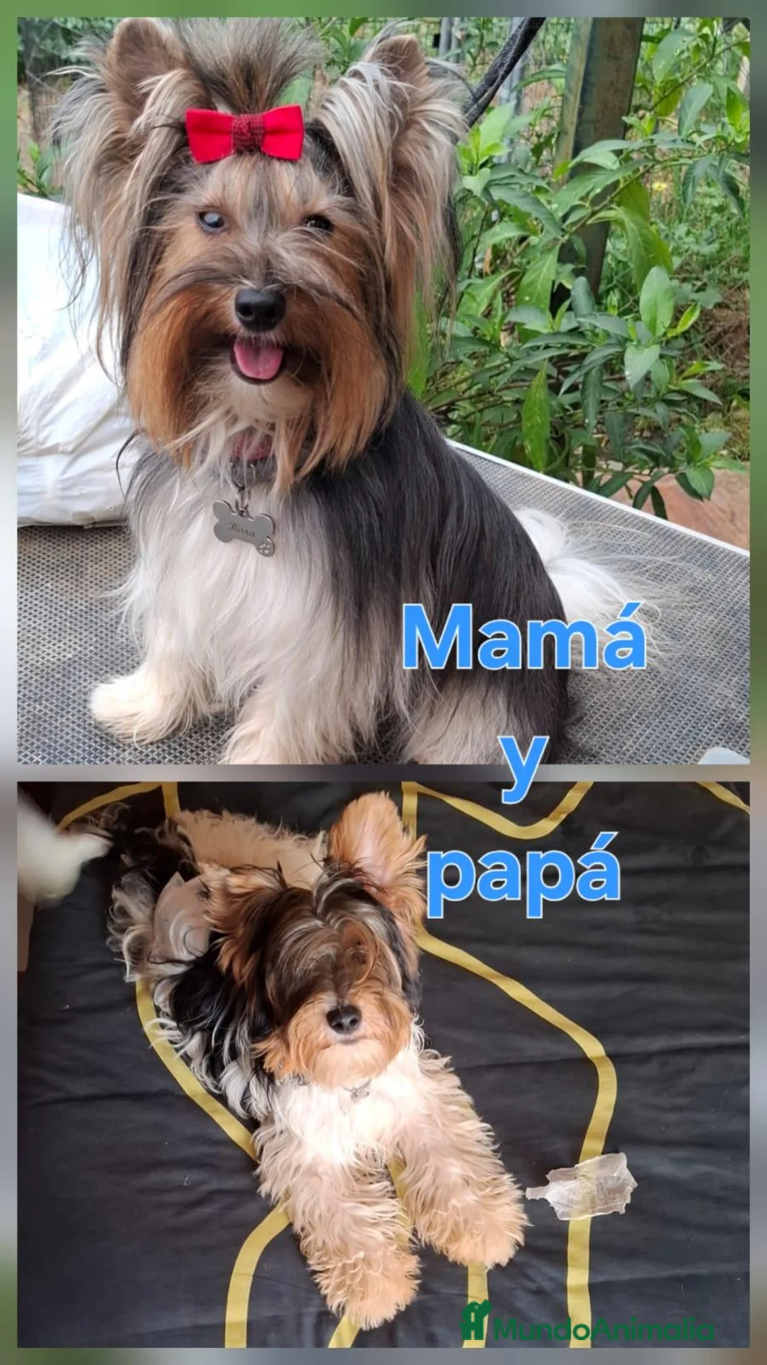 Biewer Yorkshire Terrier a la Pom Pon perros en venta: Yorkshire Biewer  - Anuncio 7