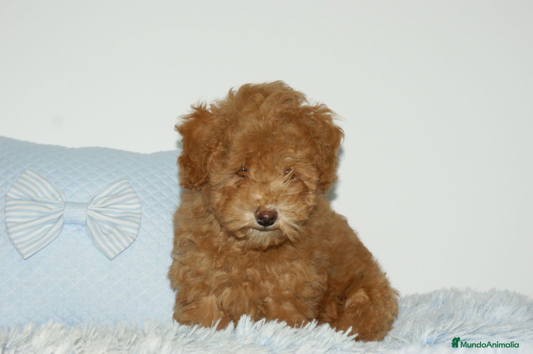 Caniche Toy perros en venta: CANICHE TOY ROJO - Anuncio 5