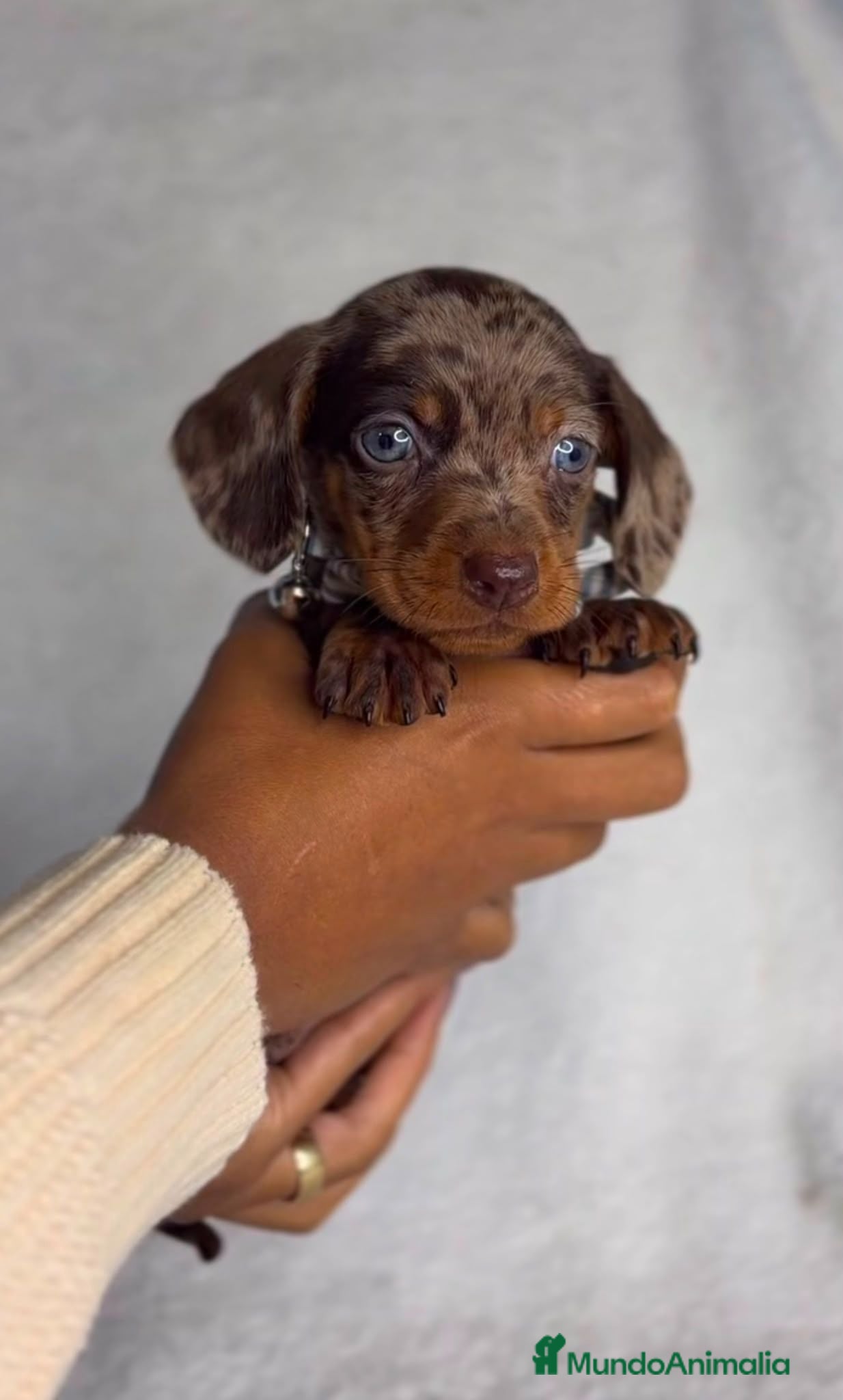 Teckel Miniatura perros Teckel - Anuncio 4
