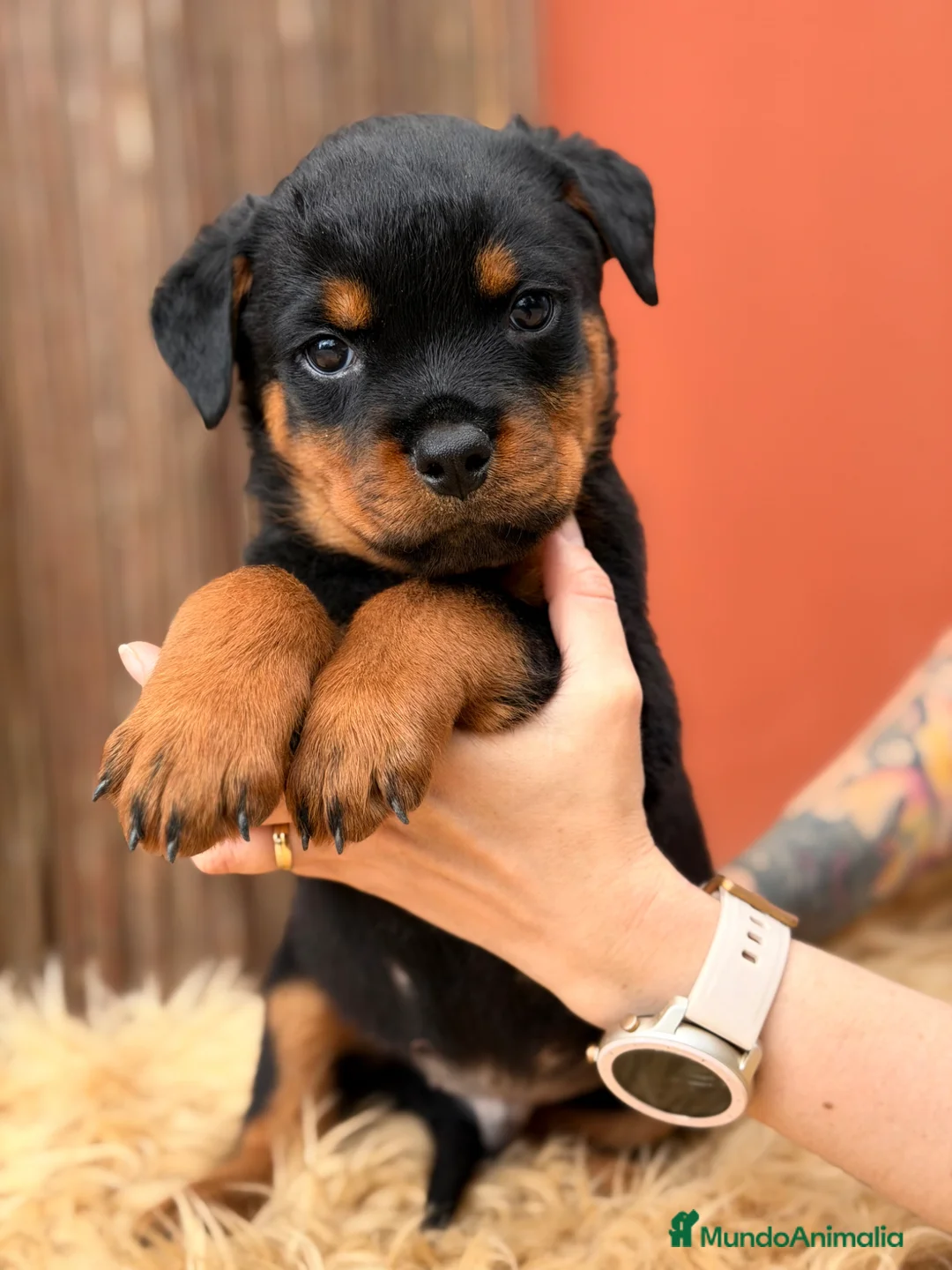 Rottweiler perros en venta: Rottweiler  - Anuncio 1