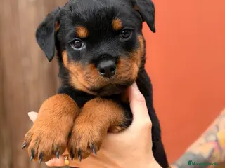 Rottweiler perros Rottweiler - Anuncio 1