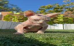 Sphynx gatos en venta: GATITAS SPHYNX - Anuncio 14
