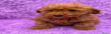 Caniche Enano 1