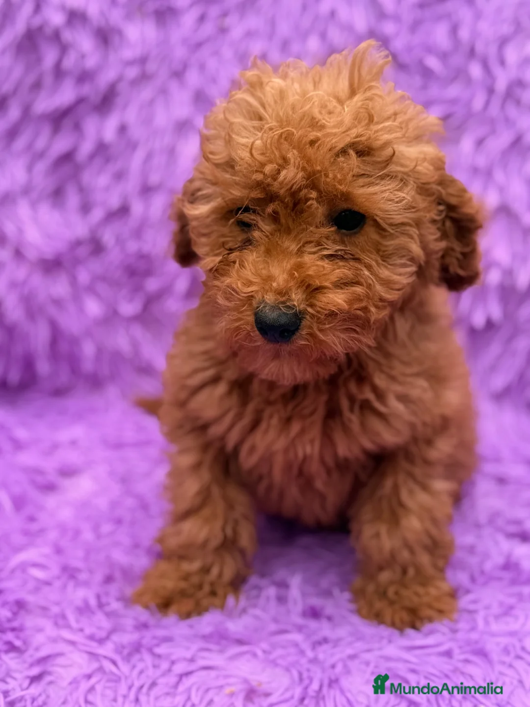 Caniche Enano perros en venta: ÚLTIMA CANICHE ENANA ROJA DISPONIBLE - Anuncio 9