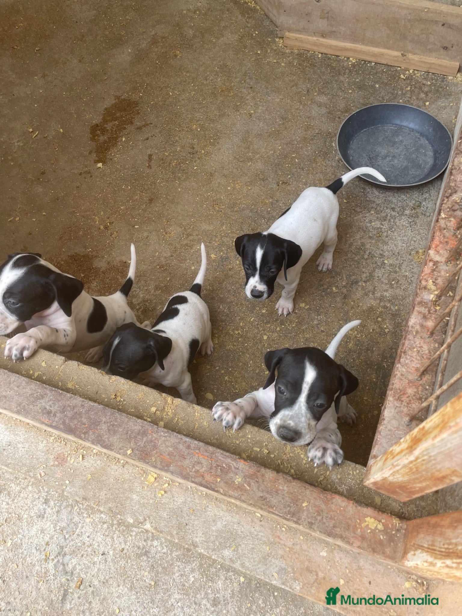 Pointer perros Excelentes cachorros pointer  - Anuncio 1