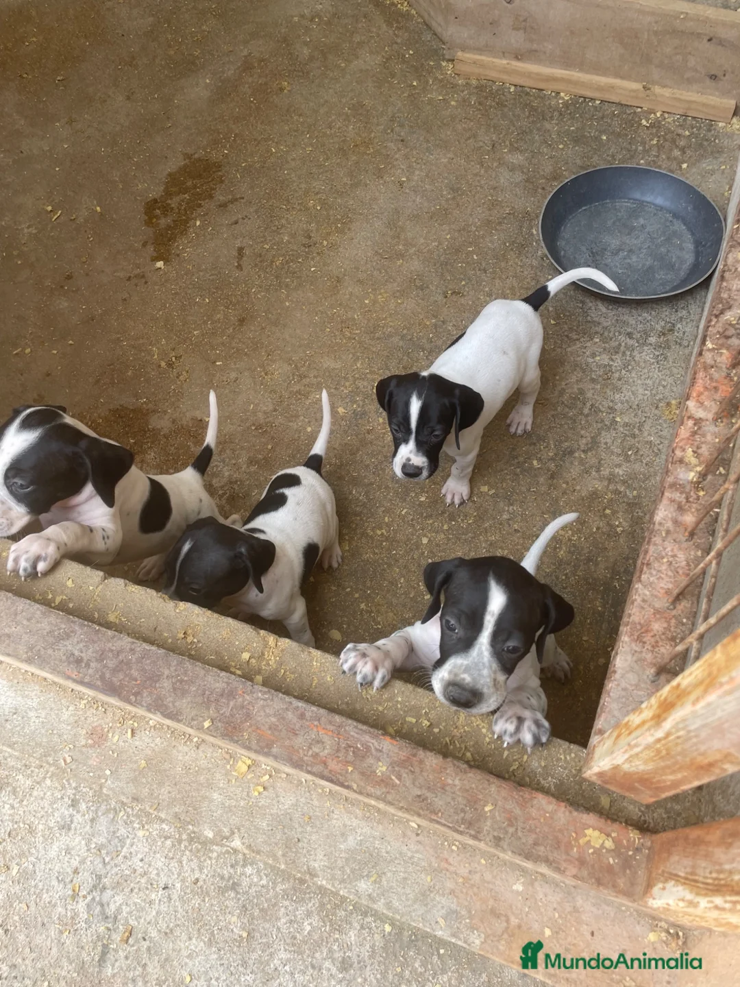 Pointer perros en venta: Excelentes cachorros pointer  - Anuncio 1