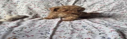 Caniche Toy perros en venta: Cachorros de caniche Toy Apricot - Anuncio 9