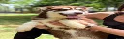 Husky Siberiano perros en venta: Husky rojo  - Anuncio 2