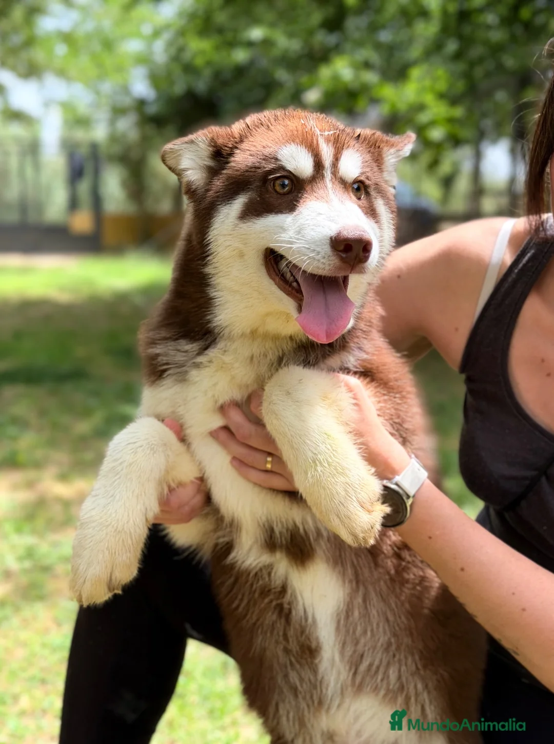 Husky Siberiano perros en venta: Husky rojo  - Anuncio 2