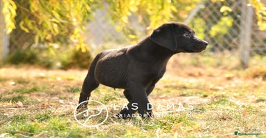 Labrador Retriever perros - Anuncio 6