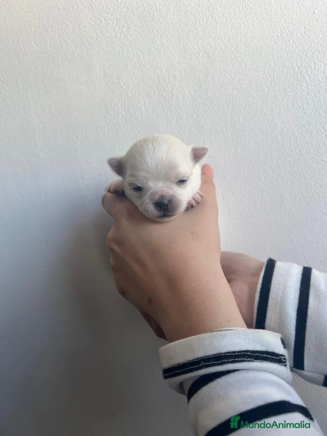 Chihuahua perros en venta: Chihuahua macho y hembra minitóy. - Anuncio 6