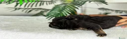 Pastor Alemán perros en venta: PASTOR ALEMAN - Anuncio 15