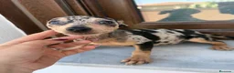 Pinscher Miniatura perros en venta: Mini pincher Merle disponibles  - Anuncio 7