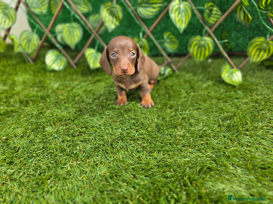 Teckel perros en venta: TECKEL KANNINCHEN - Anuncio 2