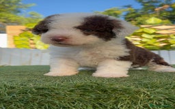 Perro de Agua Español perros en venta: PERRO DE AGUA macho - Imagen 17