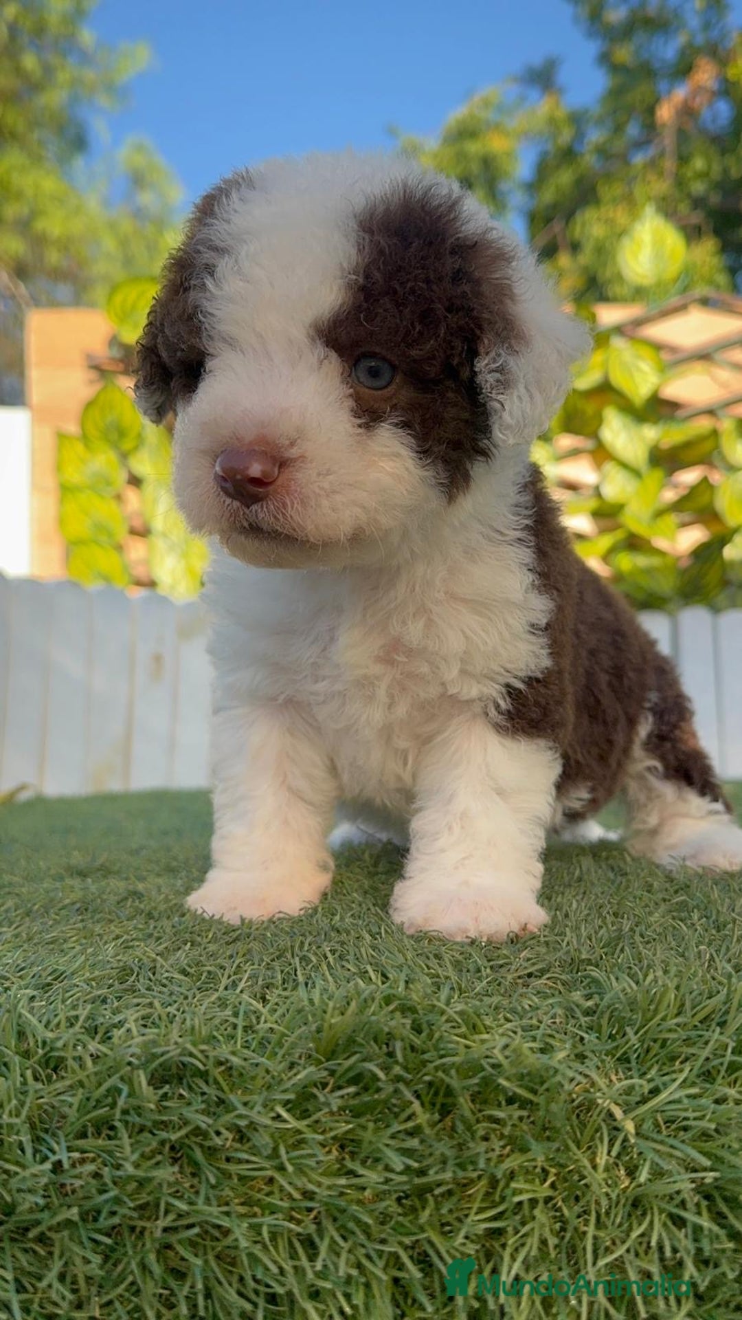 Perro de Agua Español perros en venta: PERRO DE AGUA macho - Imagen 17