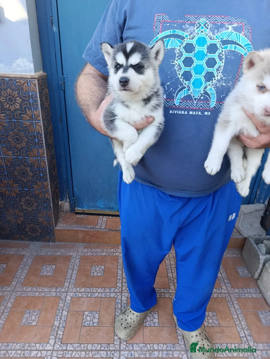 Husky Siberiano perros en venta: Husky siberiano  - Anuncio 3
