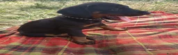 Dobermann perros en venta: Doberman  - Anuncio 3
