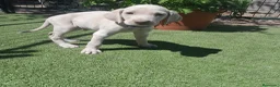 Weimaraner perros en venta: BRACO DE WEIMAR - Anuncio 3