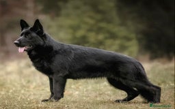 Pastor Alemán perros en venta: Camada de Pastor Alemán Negro Sólido  - Imagen 1