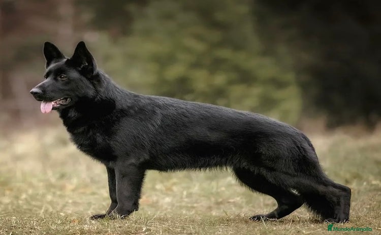 Pastor Alemán perros - Anuncio 1