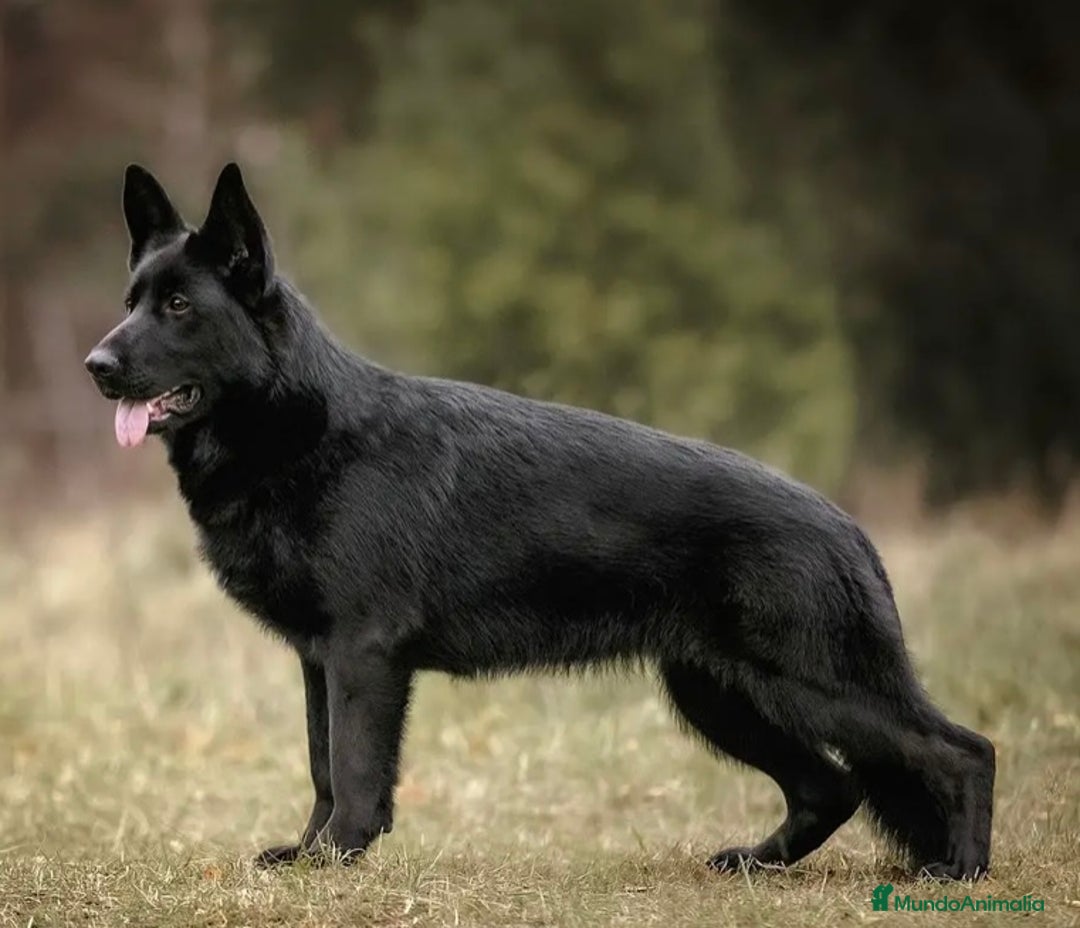 Pastor Alemán perros en venta: Camada de Pastor Alemán Negro Sólido  - Imagen 1