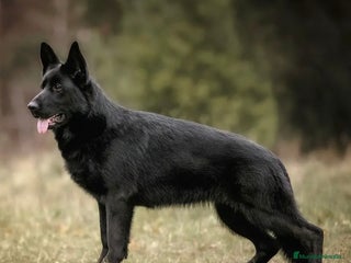 Pastor Alemán perros - Anuncio 1