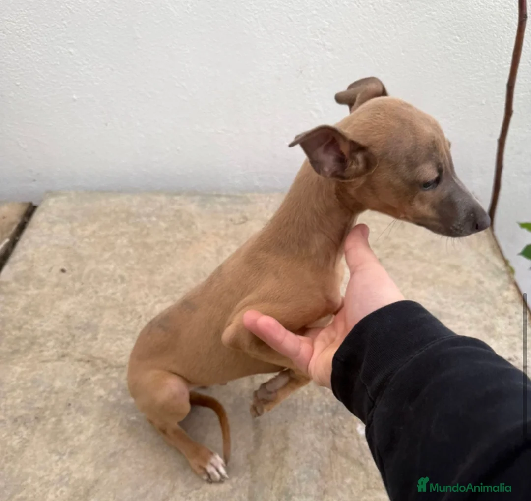 Whippet perros en venta: Whippet macho  - Anuncio 2