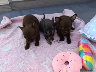 Chihuahua perros ‼️PRECIOSA CAMADA DE CHIHUAHUAS TAMAÑO MINI - Anuncio 1
