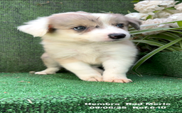 Border Collie perros en venta: BORDER COLLIE DE VILLA BIZNAGA - Imagen 4