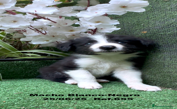 Border Collie perros - Propaganda 1
