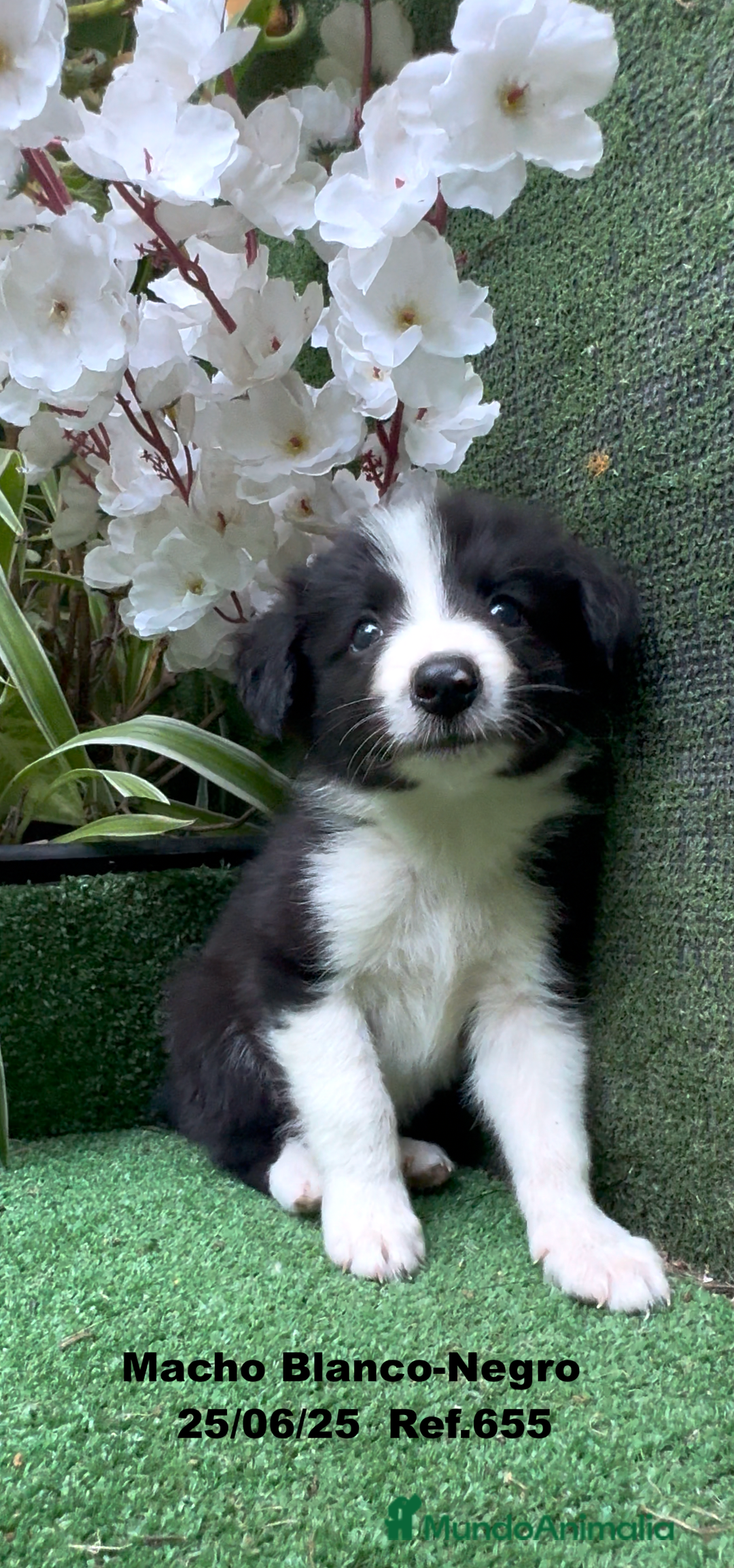 Border Collie perros en venta: BORDER COLLIE DE VILLA BIZNAGA - Imagen 1
