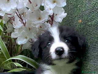 Border Collie perros - Anuncio 11