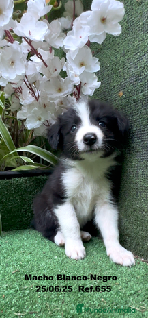 Border Collie perros - Anuncio 11