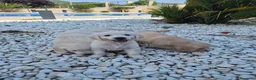 Golden Retriever perros en venta: Golden Retriever impresionantes en Girona - Anuncio 22