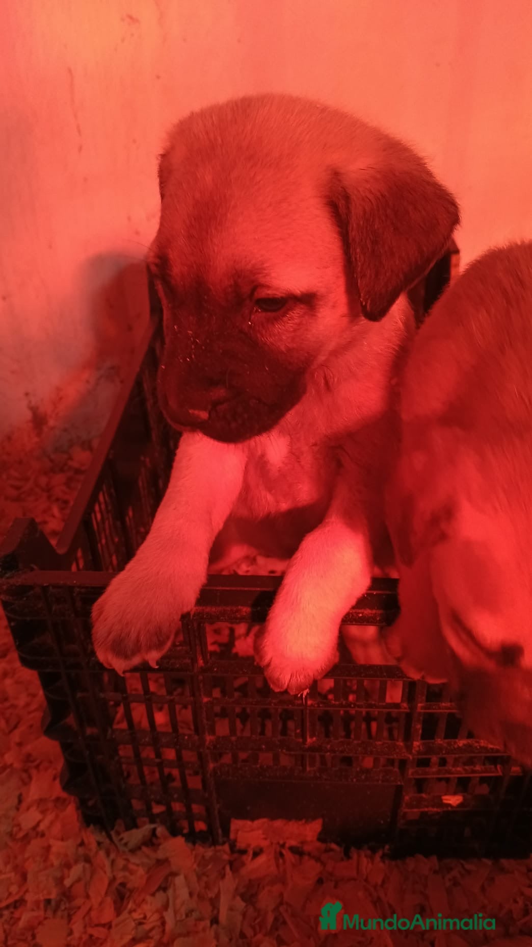 Mastín Español perros Hembra mastín  - Anuncio 2