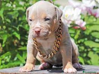 American Pit Bull Terrier perros en Sevilla - Anuncio 16