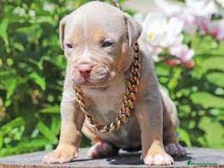 American Pit Bull Terrier perros AMERICAN PITBULL CRIADORES CON GARANTIA!! en Sevilla - Anuncio 12