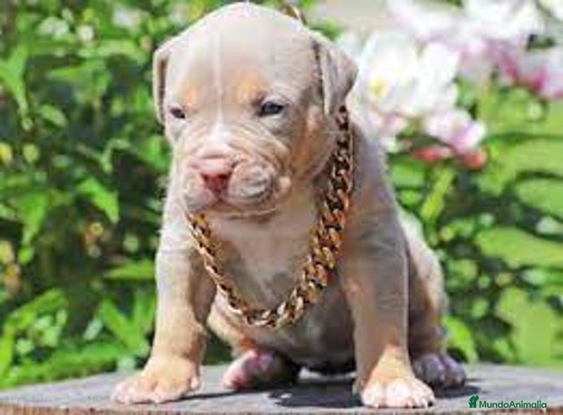 American Pit Bull Terrier perros en Sevilla - Anuncio 18
