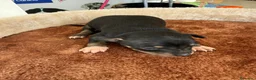 Pinscher Miniatura perros en venta: Rateros murcianos mini Pinscher  - Anuncio 4