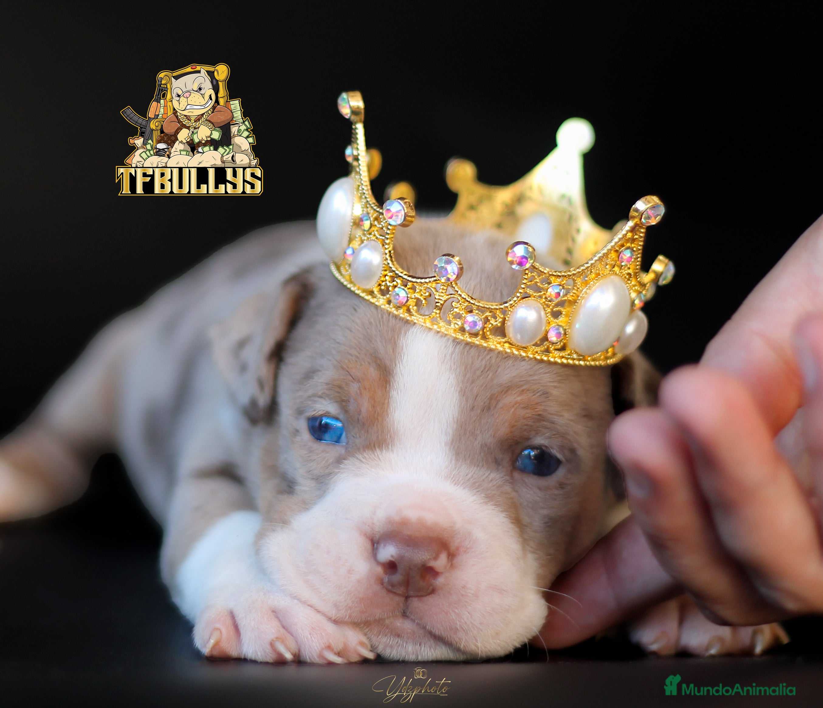 American Bully perros American Bully tricolor merle en Cantabria - Anuncio 2