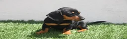 Teckel Miniatura perros en venta: Teckel Miniatura  - Anuncio 21