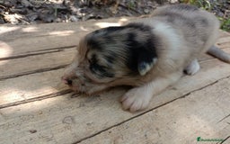 Border Collie perros en venta: Border collie chocolate y merle - Imagen 12
