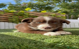 Border Collie perros en venta: BORDER COLLIE HEMBRA CHOCOLATE - Imagen 6