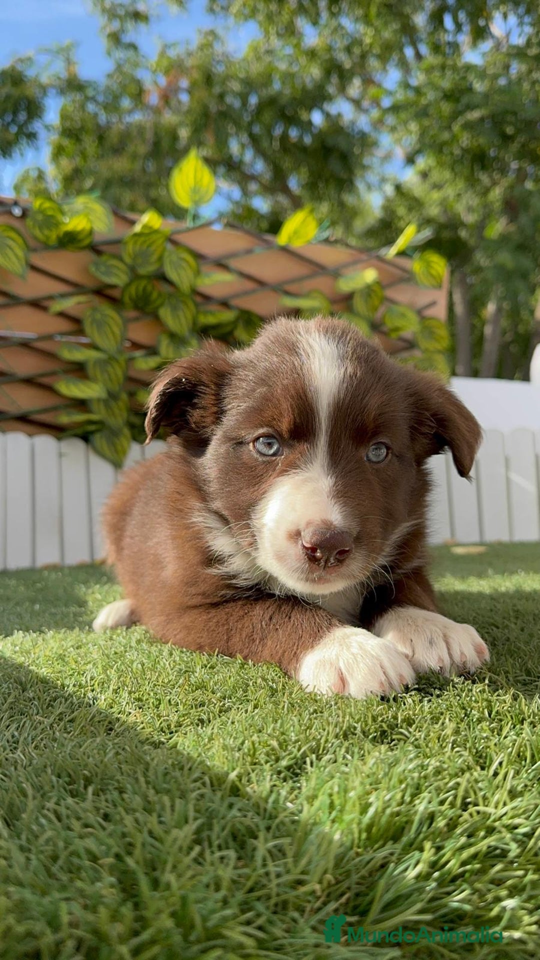 Border Collie perros en venta: BORDER COLLIE HEMBRA CHOCOLATE - Imagen 6