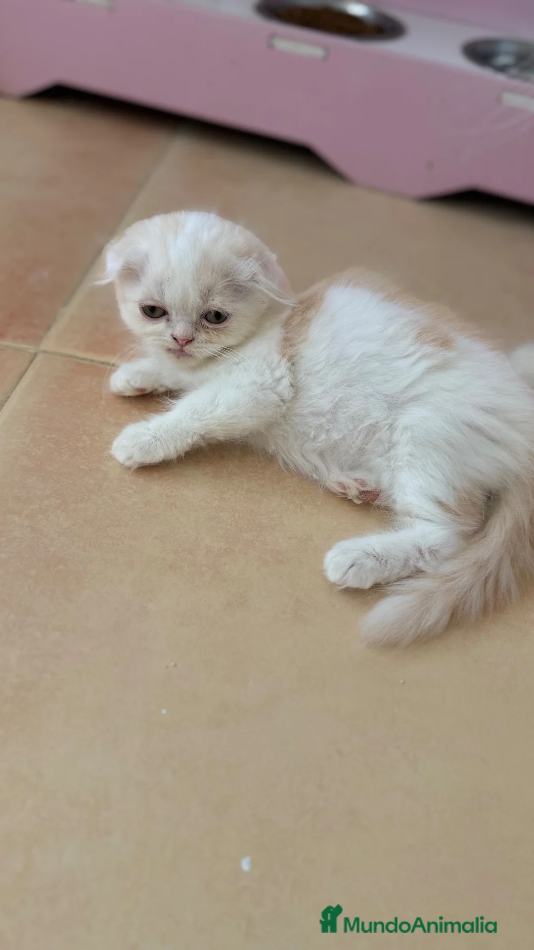 Scottish Fold gatos en venta: Scottish fold - Anuncio 2
