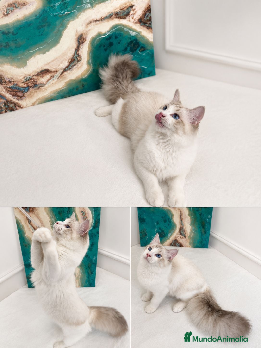 Ragdoll gatos Gatito Ragdol Super dulce - Anuncio 1